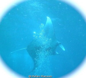 Manta Ray , I got 3 great videos , the photo is not the g... by Helen Hansen 